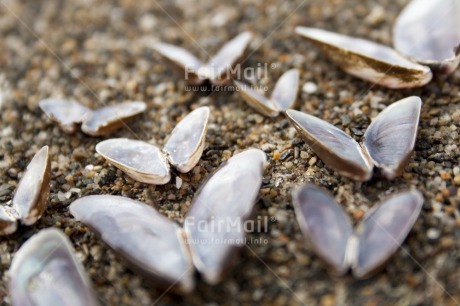 Fair Trade Photo Artistique, Beach, Butterfly, Closeup, Colour image, Freedom, Horizontal, Peru, Sand, Seasons, Shell, South America, Summer, Wellness