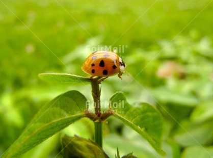 Fair Trade Photo Animals, Colour image, Day, Garden, Good luck, Green, Horizontal, Insect, Ladybug, Leaf, Nature, Outdoor, Peru, Plant, Seasons, South America, Summer