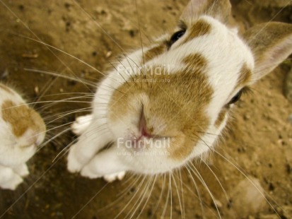 Fair Trade Photo Activity, Animals, Closeup, Colour image, Day, Funny, Horizontal, Looking at camera, Outdoor, Peru, Rabbit, South America