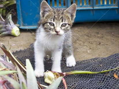 Fair Trade Photo Activity, Animals, Baby, Cat, Colour image, Cute, Day, Growth, Horizontal, Looking at camera, Outdoor, People, Peru, South America, Young