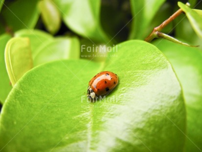 Fair Trade Photo Animals, Closeup, Colour image, Good luck, Green, Horizontal, Insect, Ladybug, Leaf, Nature, Peru, Red, South America