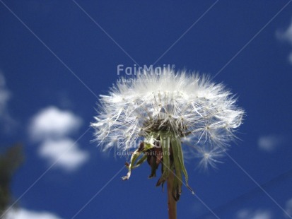 Fair Trade Photo Closeup, Colour image, Condolence-Sympathy, Day, Flower, Good luck, Horizontal, Nature, Outdoor, Peru, Seasons, Sky, South America, Summer