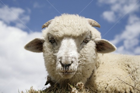 Fair Trade Photo Activity, Agriculture, Animals, Clouds, Colour image, Funny, Horizontal, Looking at camera, Peru, Sheep, Sky, South America