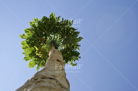 Fair Trade Photo Blue, Colour image, Environment, Green, Growth, Horizontal, Low angle view, Nature, Perspective, Peru, Responsibility, Sky, South America, Sustainability, Tree, Values