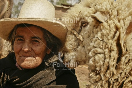Fair Trade Photo Activity, Agriculture, Animals, Colour image, Cute, Day, Friendship, Funny, Hat, Horizontal, Latin, Looking at camera, Market, Old age, One woman, Outdoor, People, Peru, Sheep, Smiling, Sombrero, South America