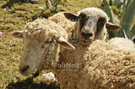 Fair Trade Photo Activity, Agriculture, Animals, Care, Colour image, Cute, Day, Family, Friendship, Funny, Horizontal, Looking at camera, Love, Market, Outdoor, Peru, Sheep, South America