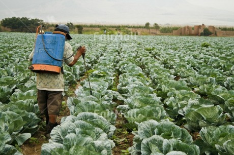 Fair Trade Photo Activity, Agriculture, Colour image, Day, Environment, Farmer, Food and alimentation, Health, Horizontal, Latin, One man, Outdoor, People, Peru, South America, Sustainability, Values, Working