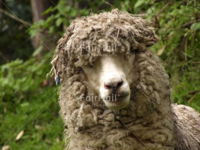 Fair Trade Photo Activity, Agriculture, Animals, Colour image, Focus on foreground, Funny, Horizontal, Looking at camera, Nature, Outdoor, Peru, Rural, Sheep, South America