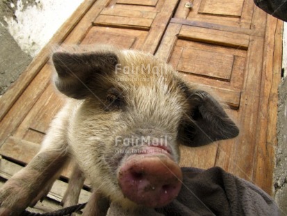 Fair Trade Photo Animals, Colour image, Funny, Horizontal, Low angle view, Nature, Outdoor, Peru, Pig, South America, Street, Streetlife