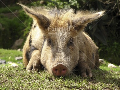 Fair Trade Photo Activity, Agriculture, Animals, Colour image, Day, Funny, Grass, Horizontal, Lying, Nature, Outdoor, Peru, Pig, Relaxing, Rural, South America