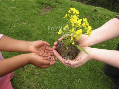 Fair Trade Photo Activity, Care, Colour image, Day, Environment, Flower, Garden, Giving, Grass, Green, Growth, Hand, Horizontal, Nature, Outdoor, Peru, Plant, Rural, South America, Sustainability, Tabletop, Values