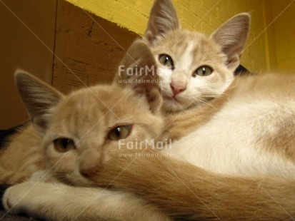 Fair Trade Photo Activity, Animals, Brown, Cat, Colour image, Horizontal, Looking at camera, Peru, Relaxing, South America, Together