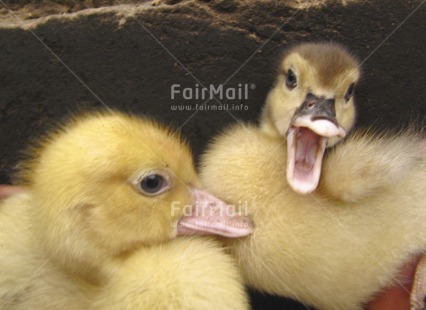 Fair Trade Photo Activity, Animals, Colour image, Cute, Duck, Funny, Horizontal, Nature, Outdoor, Peru, South America, Together, Yelling, Yellow