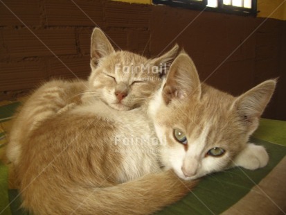 Fair Trade Photo Activity, Animals, Cat, Colour image, Cute, Horizontal, Indoor, Peru, Relaxing, South America