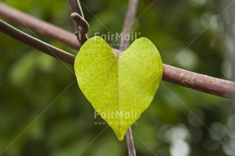 Fair Trade Photo Colour image, Focus on foreground, Green, Heart, Horizontal, Love, Nature, Outdoor, Peru, Plant, South America, Valentines day