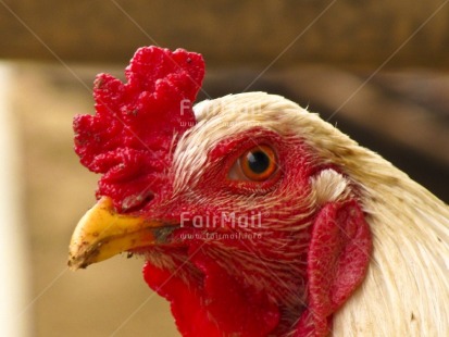 Fair Trade Photo Agriculture, Animals, Chicken, Cock, Colour image, Focus on foreground, Horizontal, Multi-coloured, Nature, Outdoor, Peru, South America