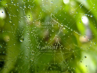 Fair Trade Photo Colour image, Focus on foreground, Horizontal, Nature, Outdoor, Peru, South America, Spiderweb, Waterdrop