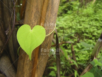 Fair Trade Photo Colour image, Focus on foreground, Green, Heart, Horizontal, Love, Nature, Outdoor, Peru, Plant, South America, Valentines day