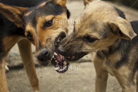 Fair Trade Photo Activity, Animals, Biting, Colour image, Dog, Horizontal, Multi-coloured, Outdoor, Peru, Playing, South America