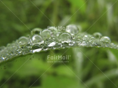 Fair Trade Photo Colour image, Focus on foreground, Green, Horizontal, Nature, Outdoor, Peru, South America, Waterdrop