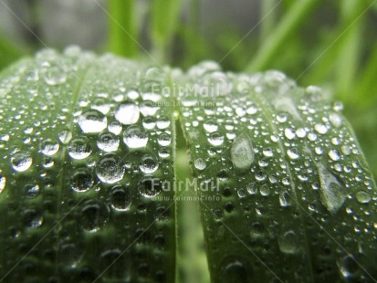 Fair Trade Photo Colour image, Focus on foreground, Green, Horizontal, Nature, Outdoor, Peru, South America, Waterdrop