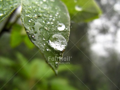 Fair Trade Photo Colour image, Focus on foreground, Green, Horizontal, Nature, Outdoor, Peru, Plant, South America, Waterdrop