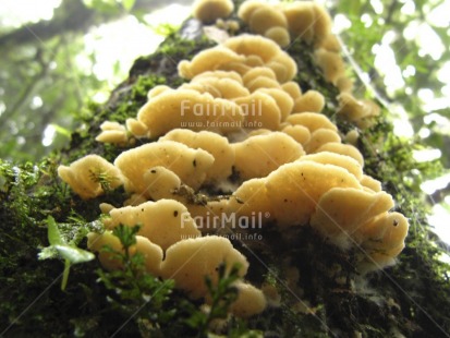 Fair Trade Photo Colour image, Horizontal, Low angle view, Multi-coloured, Mushroom, Nature, Outdoor, Peru, Plant, South America, Tree