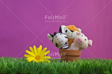 Fair Trade Photo Animals, Birthday, Brother, Colour image, Congratulations, Fathers day, Flower, Friend, Friendship, Get well soon, Green, Jar, Mothers day, New beginning, Party, Peluche, Peru, Pot, Purple, Sister, Sorry, South America, Thank you, Welcome home, Well done, Yellow