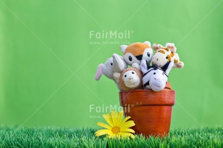 Fair Trade Photo Animals, Birthday, Brother, Colour image, Congratulations, Fathers day, Flower, Friend, Friendship, Get well soon, Green, Jar, Mothers day, New beginning, Party, Peluche, Peru, Pot, Purple, Sister, Sorry, South America, Thank you, Welcome home, Well done
