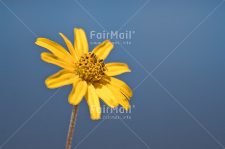 Fair Trade Photo Birthday, Blue, Chachapoyas, Colour image, Condolence-Sympathy, Flower, Friendship, Get well soon, Horizontal, Love, Mothers day, Nature, Peru, Sorry, South America, Thank you, Thinking of you, Valentines day, Yellow