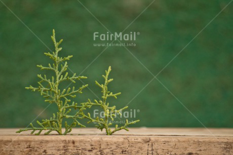 Fair Trade Photo Chachapoyas, Christmas, Christmas decoration, Christmas tree, Colour, Colour image, Green, Horizontal, Object, Peru, Place, South America