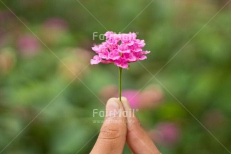 Fair Trade Photo Colour image, Finger, Flower, Friendship, Get well soon, Green, Horizontal, Love, Marriage, Nature, Peru, Pink, South America, Thinking of you, Valentines day, Wedding
