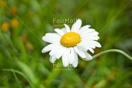 Fair Trade Photo Birth, Birthday, Colour image, Daisy, Flower, Friendship, Get well soon, Green, Horizontal, Love, Marriage, Mothers day, Nature, New baby, Peru, Sorry, South America, Thank you, Thinking of you, Valentines day, Wedding, Welcome home, Well done, White, Yellow