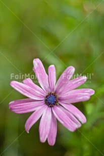 Fair Trade Photo Colour image, Flower, Friendship, Get well soon, Green, Love, Marriage, Nature, Peru, Purple, South America, Thinking of you, Valentines day, Vertical, Wedding