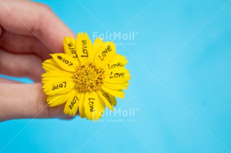 Fair Trade Photo Blue, Colour image, Daisy, Flower, Hand, Horizontal, Love, Peru, Petals, South America, Valentines day, Wedding, Yellow