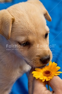 Fair Trade Photo Adjective, Animal, Animals, Birthday, Brother, Colour image, Congratulations, Cute, Dog, Fathers day, Friendship, Get well soon, Party, Peru, Place, Sorry, South America, Thank you, Thinking of you, Valentines day, Vertical, Welcome home