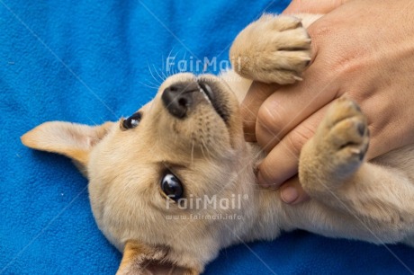 Fair Trade Photo Adjective, Animal, Animals, Birthday, Brother, Colour image, Congratulations, Cute, Dog, Fathers day, Friendship, Get well soon, Horizontal, Party, Peru, Place, Sorry, South America, Thank you, Thinking of you, Valentines day, Welcome home