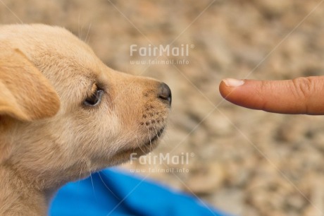 Fair Trade Photo Adjective, Animal, Animals, Birthday, Brother, Colour image, Congratulations, Cute, Dog, Fathers day, Friendship, Get well soon, Horizontal, Party, Peru, Place, Sorry, South America, Thank you, Thinking of you, Valentines day, Welcome home