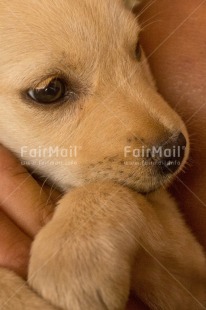 Fair Trade Photo Adjective, Animal, Animals, Birthday, Brother, Colour image, Congratulations, Cute, Dog, Fathers day, Friendship, Get well soon, Party, Peru, Place, Sorry, South America, Thank you, Thinking of you, Valentines day, Vertical, Welcome home