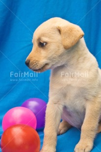 Fair Trade Photo Adjective, Animal, Animals, Birthday, Brother, Colour image, Congratulations, Cute, Dog, Fathers day, Friendship, Get well soon, Party, Peru, Place, Sorry, South America, Thank you, Thinking of you, Valentines day, Vertical, Welcome home