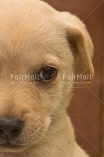 Fair Trade Photo Adjective, Animal, Animals, Birthday, Brother, Colour image, Congratulations, Cute, Dog, Fathers day, Friendship, Get well soon, Party, Peru, Place, Sorry, South America, Thank you, Thinking of you, Valentines day, Vertical, Welcome home