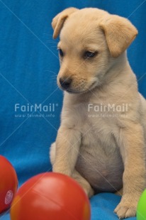 Fair Trade Photo Adjective, Animal, Animals, Birthday, Brother, Colour image, Congratulations, Cute, Dog, Fathers day, Friendship, Get well soon, Party, Peru, Place, Sorry, South America, Thank you, Thinking of you, Valentines day, Vertical, Welcome home