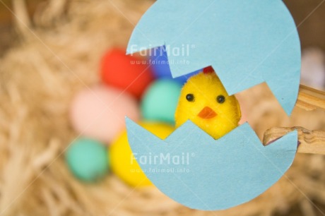 Fair Trade Photo Adjective, Animals, Chick, Easter, Egg, Food and alimentation, Horizontal, New baby