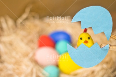 Fair Trade Photo Adjective, Animals, Chick, Easter, Egg, Food and alimentation, Horizontal, New baby