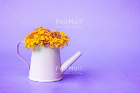 Fair Trade Photo Birthday, Blue, Colour, Congratulations, Dreams, Flower, Friendship, Get well soon, Nature, New beginning, Object, Thank you, Thinking of you, Valentines day, Water, Watering can, Welcome home, Yellow