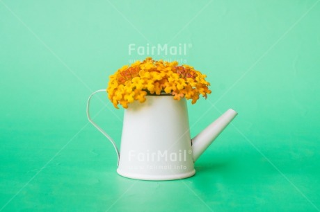 Fair Trade Photo Birthday, Colour, Congratulations, Dreams, Flower, Friendship, Get well soon, Green, Nature, New beginning, Object, Thank you, Thinking of you, Valentines day, Water, Watering can, Welcome home, Yellow