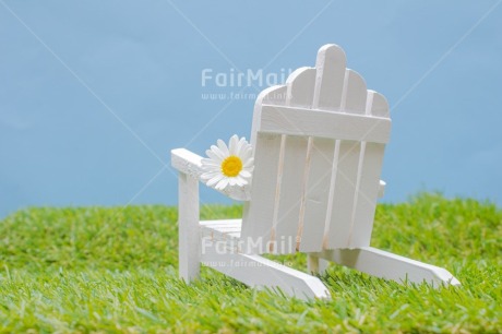 Fair Trade Photo Bench, Birthday, Chair, Daisy, Flower, Grass, Holiday, Love, Nature, New beginning, Object, Relax, Retire, Retirement, Thinking of you