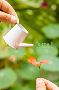 Fair Trade Photo Colour, Dreams, Flower, Nature, New beginning, New life, Object, Plant, Red, Water, Watering can