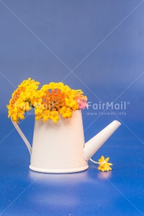 Fair Trade Photo Blue, Colour, Dreams, Flower, Nature, Object, Water, Watering can, Yellow