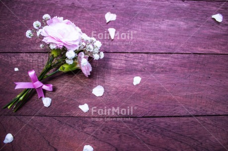 Fair Trade Photo Birthday, Colour, Congratulations, Flower, Friendship, Love, Marriage, Mom, Mother, Mothers day, Nature, New beginning, New home, People, Petals, Pink, Sorry, Thank you, Thinking of you, Valentines day, Wedding, Well done, White, Wood